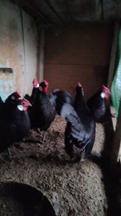 Beltanka zot oq zirak Xo'rozlar sotiladi