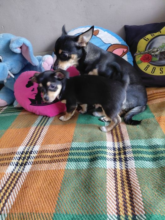 Чихопинчерчета търсят своя дом