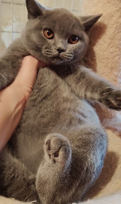 Котенок  3.5 мес британская девочка