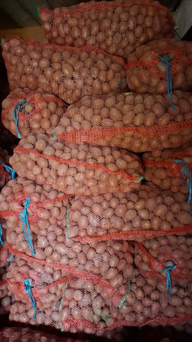 Cartofi de sămânță Arizona, Bellarosa, clasa B