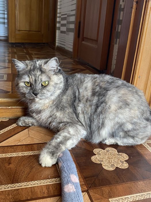 Кошечка в добрые заботливые руки