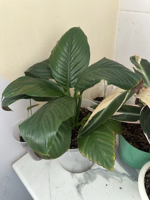 Продам комнатные цветы 5000 тг