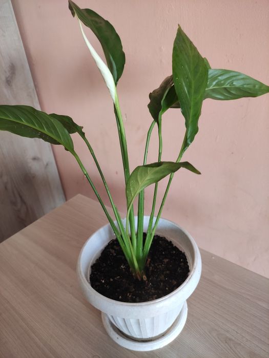 Женское счастье продам