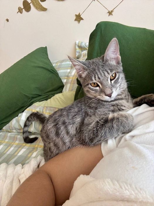 Домашняя кошка, в подарок латок и миски