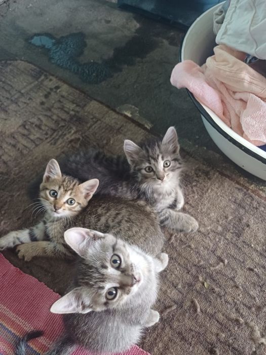 Отдам котят в добрые руки