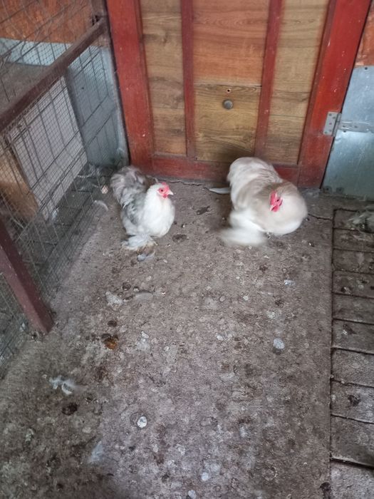 Cochinchina pitic Bobtail