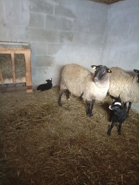 Oi romanov de vanzare