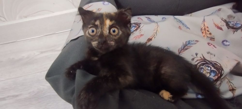 Отдам котенка девочку в добрые руки!