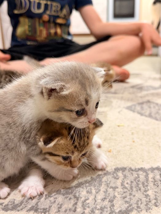Породистые котята
