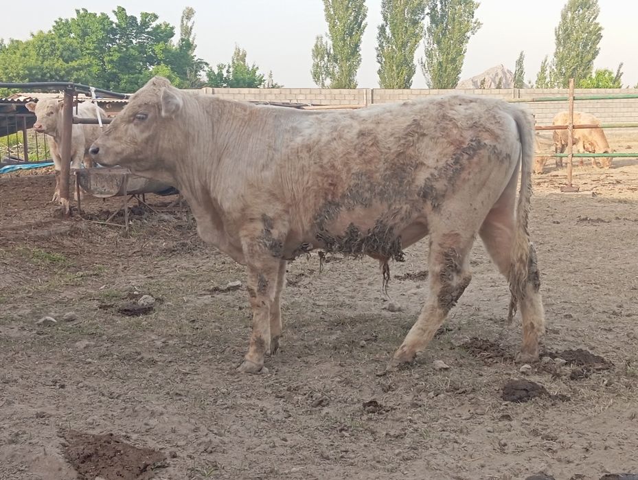 Зотор бука сотилади шаралел