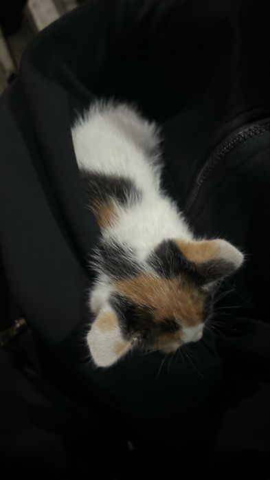 Котенок 1месяц трех цветный девочка