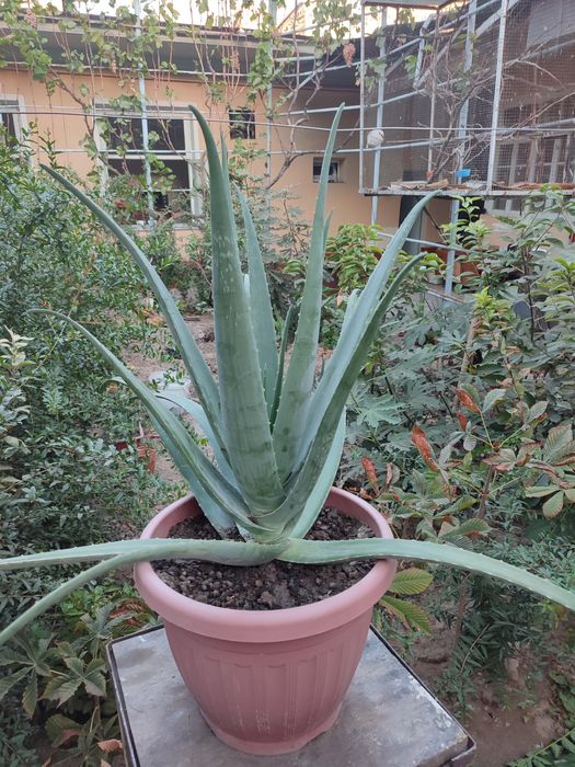 Aloe sotiladi 400ming