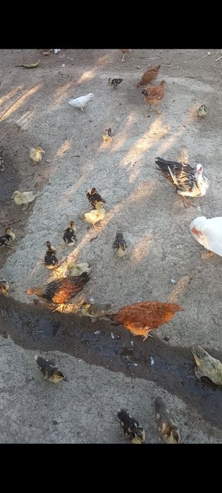 Индауытка балапан сатылады