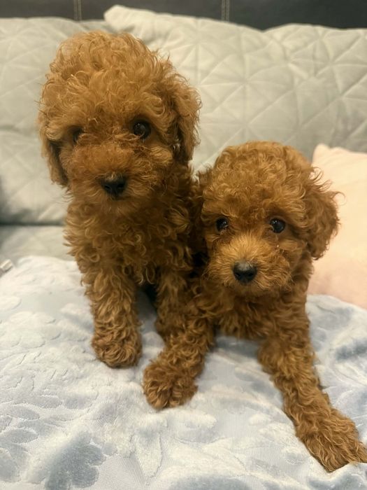 Той пудел//Пудел той