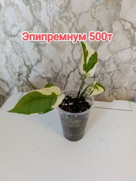 Комнатные растения