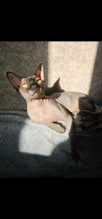 Вязка сфинкс 1,7года