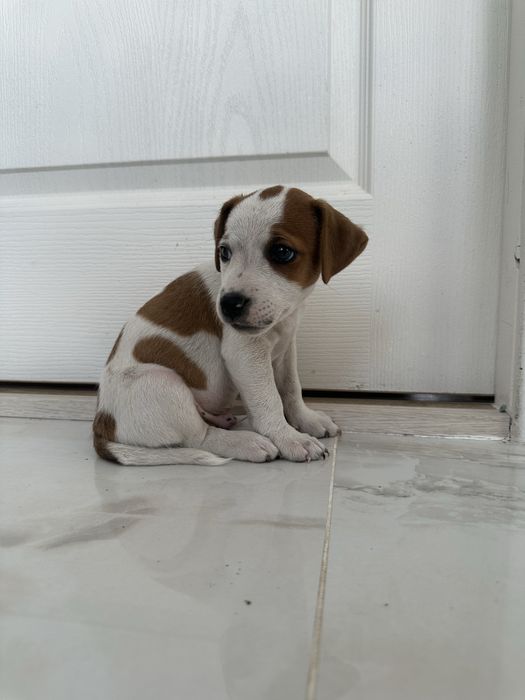 Jack russell terrier