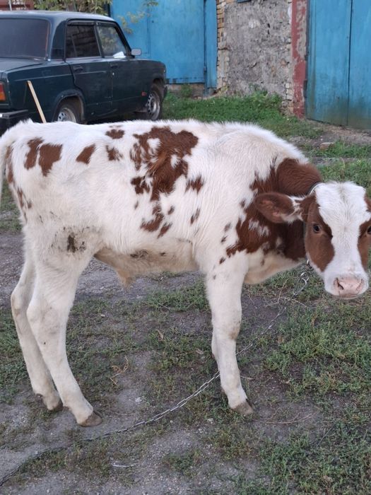 Продам бычок 5 месяцев