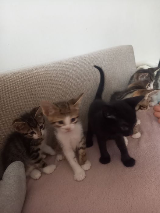 Ofer spre adopție 5 pui de pisică