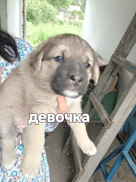 Отдам щенят девочки
