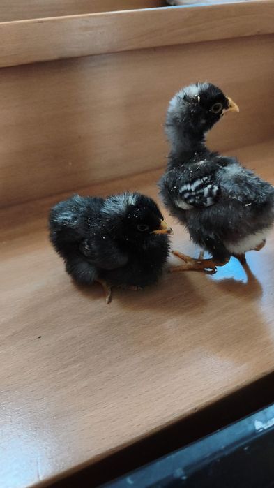 Pui Plymouth de  10 zile