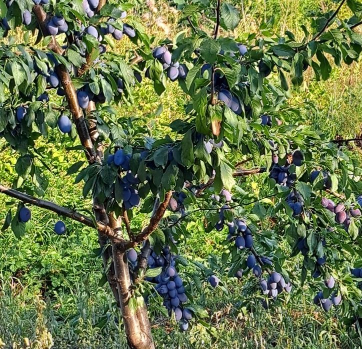 Vând prune pentru consum și țuică