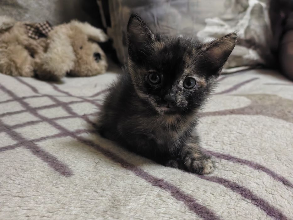 Отдам котенка в добрые руки