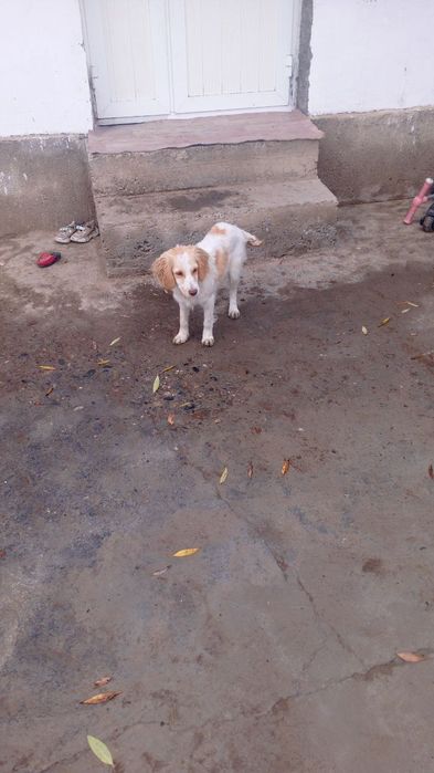 Чучук яхши кулларга .пепул