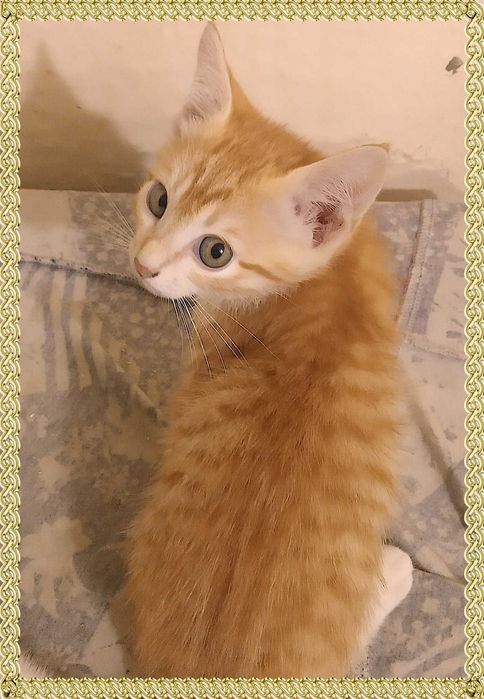 Котята в хорошие руки