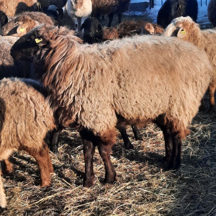 Кошкар. Баран. Продам. Обмен