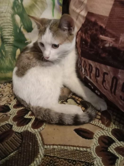 Котёнок даром. Срочно.  Муратбаева гоголя
