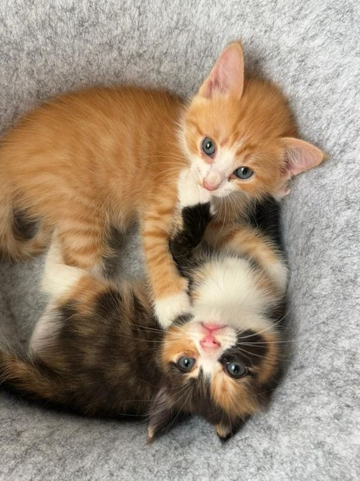 Отдам котят в добрые руки