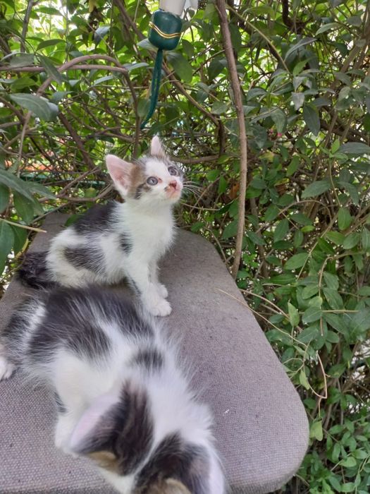 Котята очень красивые мальчик и девочки