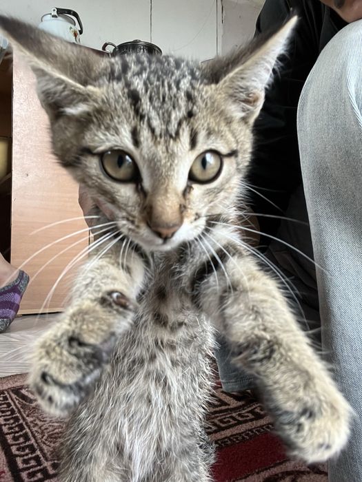 Котята  в хорошие руки