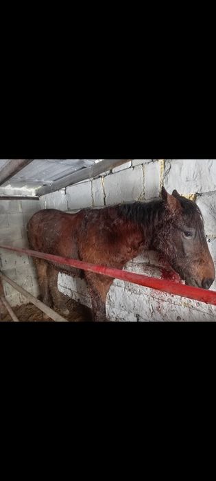 Семіртілген тай құнан