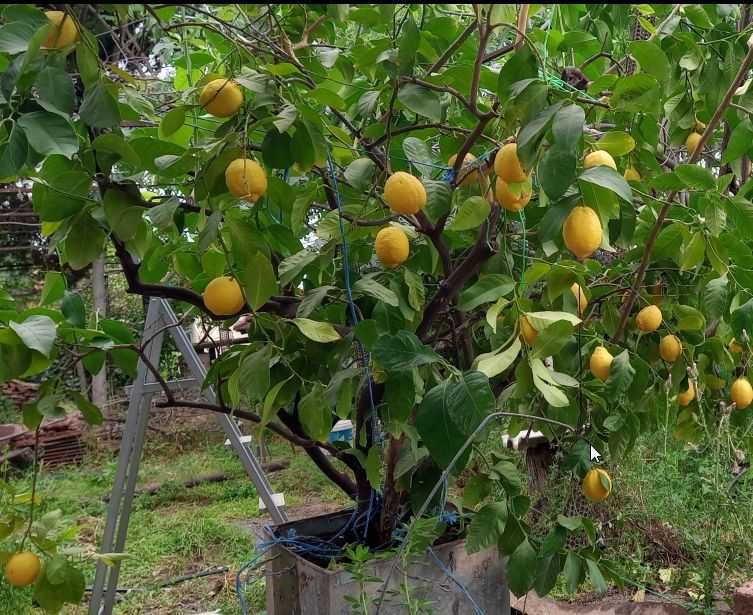 лимони-лимонови дръвчета