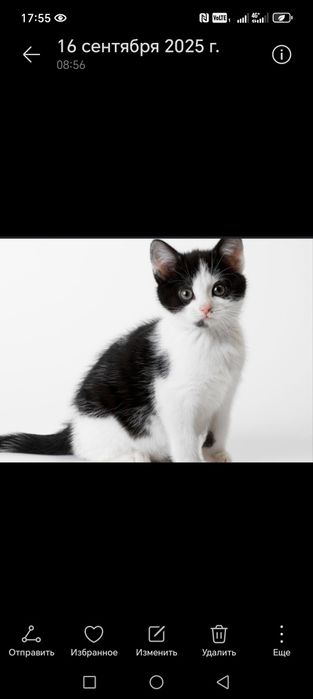 Отдам котят в добрые рукм