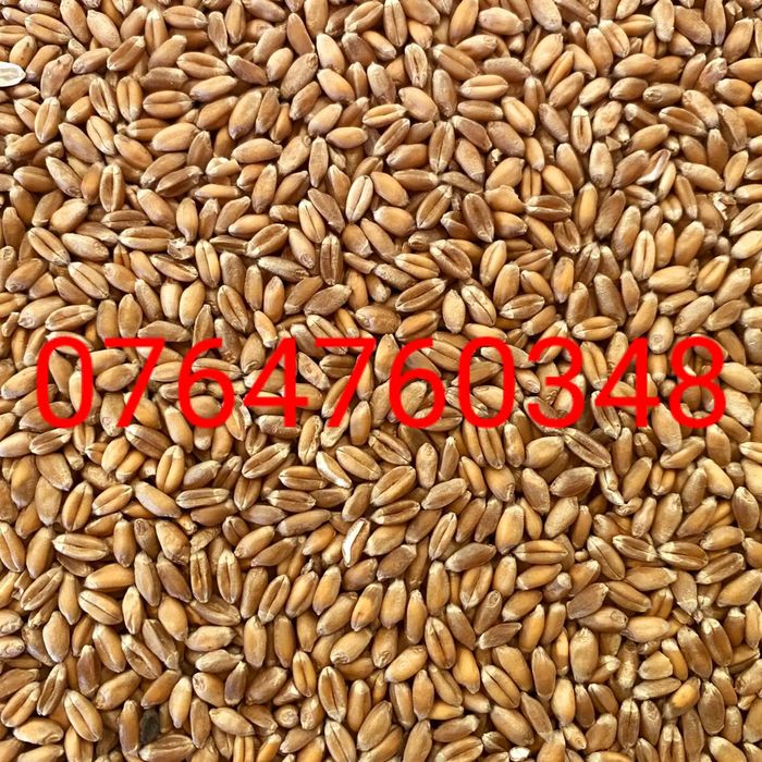 GRAU si PORUMB la domiciliu