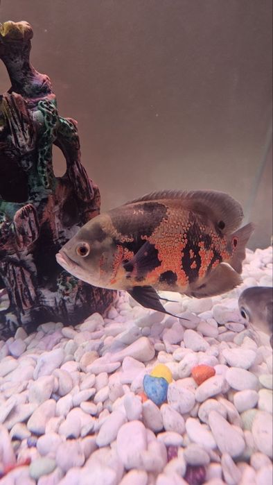 Akvarium sotiladi Baliqlari bilan