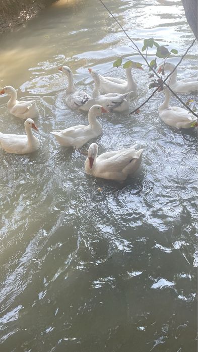 Gʻoz sotiladi 11 dona