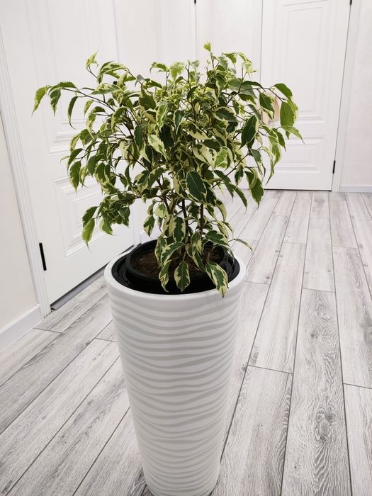 Комнатные цветы, доставка