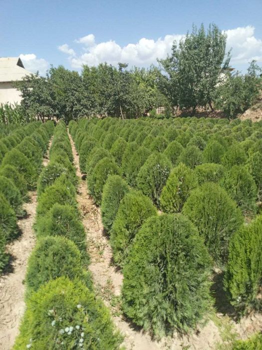 Арчвлар туя навли кучатлари