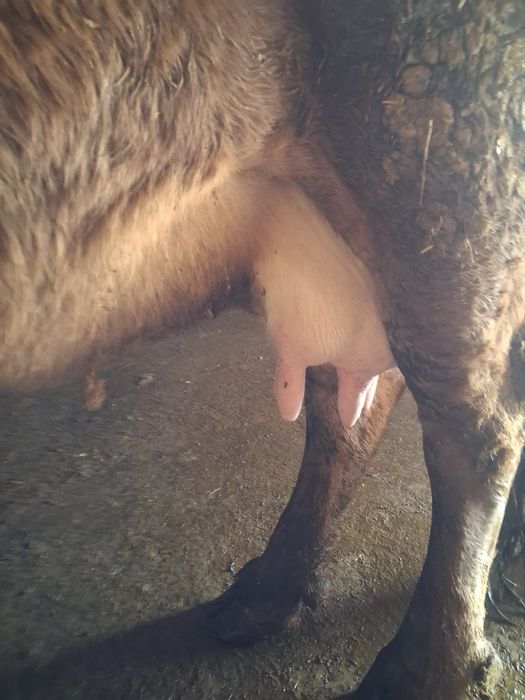 Vand 2 vaci foarte bune