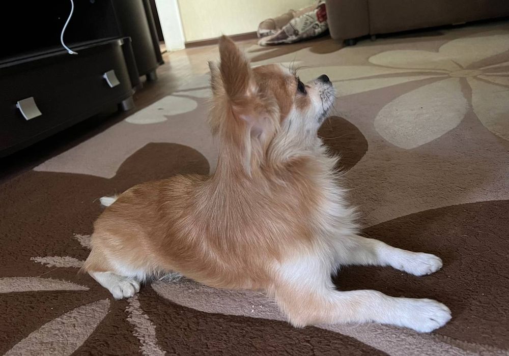 Вязка   чихуахуа