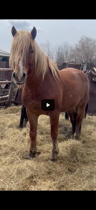 Айгыр сатамын,  жеребец