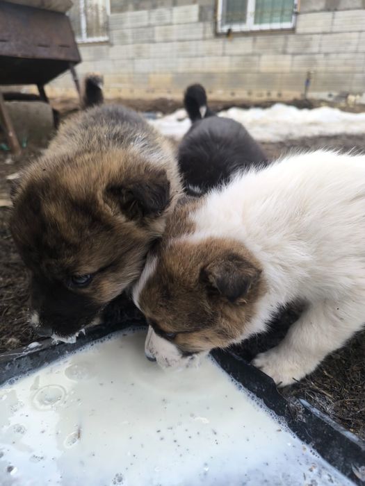 Щенки  2 месяца мальчики