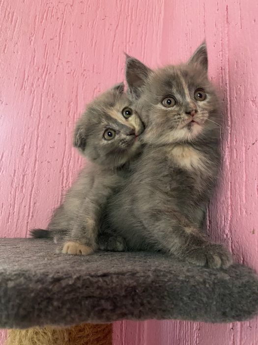 Отдам кошечек в заботливые руки