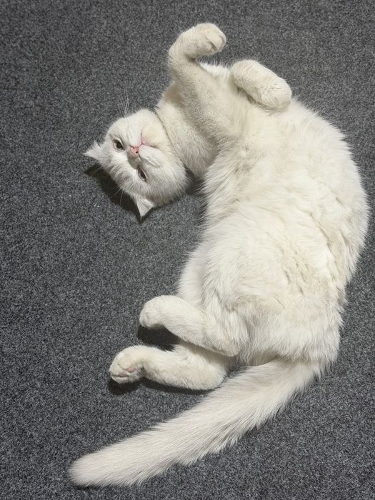 Продается Кошка с котятами