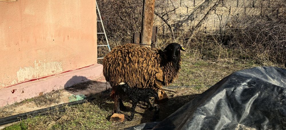 Қой егіз қозысымен қошқар