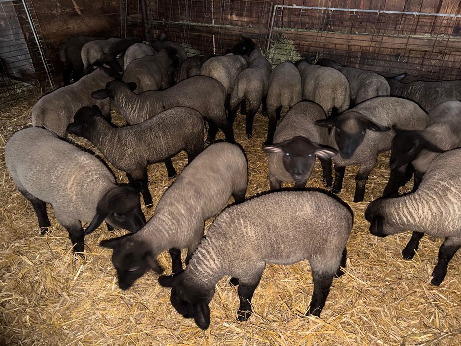 Miei din rasă de carne (suffolk englezesc)